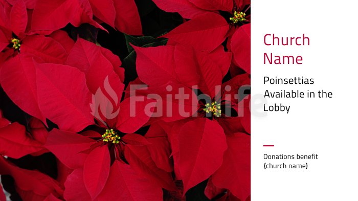 Poinsettias Available in the Lobby large preview