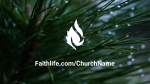 Pine Needle  PowerPoint image 9